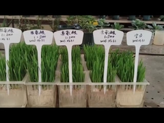 Leucina e istidina alle radici